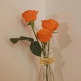 脸脸