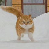 猫猫糖