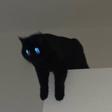 一碗猫猫