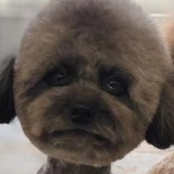 爪哇人