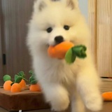 爱吃巧克力的狗