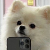 狗勾照相机