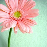 Blanche