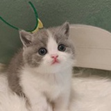 猫猫咪最可爱