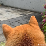 罗小白