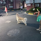 A。