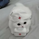 苦桂蛙