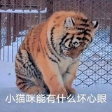 有小肚子的🐈