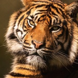 🐯頭🐯腦の貓