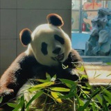 迪迪