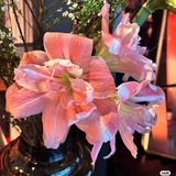 TTdiary