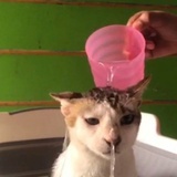 猫燃烧