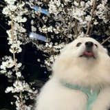 绿豆饼面糊