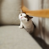 阿狸
