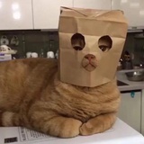 三口一头猪