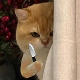 阿里阿坝
