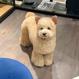官方小可爱
