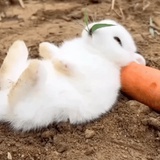 棉花糖吃兔子