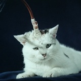Chamecat