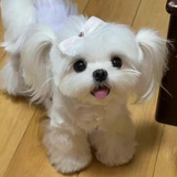 噼里啪啦轰