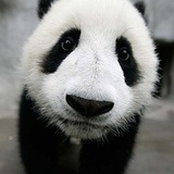 苯假萌