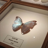 酣睡兔兔叉