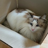 HLE、peanut