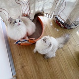 猪弟和归归