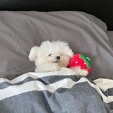 小鹤