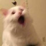 涉江