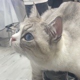 春风不改芙蓉面