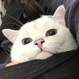 祁烨
