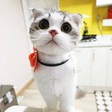 兰小凡