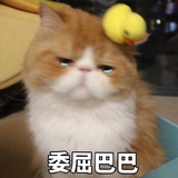 可怜白白