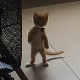 不会煲冬瓜