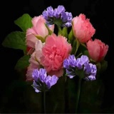 悠悠百合