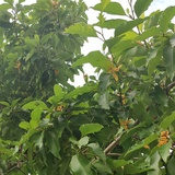 小心