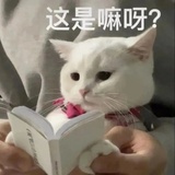 贴贴达咩