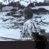 尤加利叶