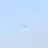 蓓鹂鸟的天空