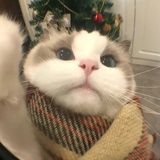 呼噜小猫～～
