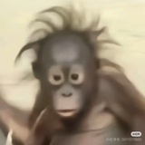 非洲純情大馬猴
