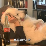 🐨