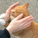 对方正在长头发