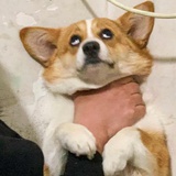 想读博士的小李