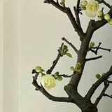 一株朱茱