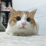 ᰔᩚ 荚子ᥫᩣ