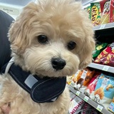 LGD.NBW 小落