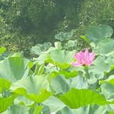 蓝蓝