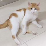 边走边看喵